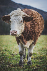 Glückliche Kuh auf der Weide