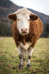 Gl&uuml;ckliche Kuh auf der Weide