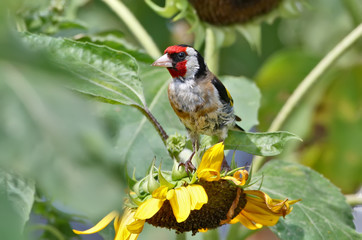 Close up view of a goldfinch sits on the sunflower head