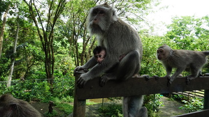 monkey_ubud