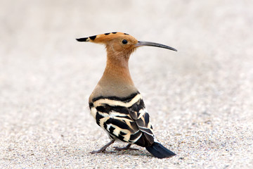 Close up portrait of hoopoe from behind isolated on bright  blurred background © VOLODYMYR KUCHERENKO