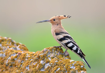 Close up portrait of hoopoe sits on the stone  isolated on bright  blurred background