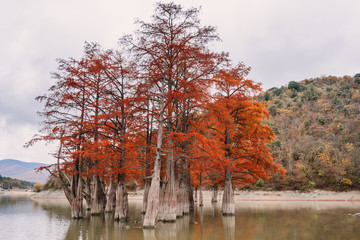 Red swamp cypresses, autumn landscape with lake