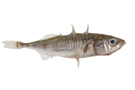 Fototapeta stickleback on white background