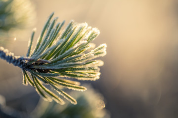 Naklejka na ściany i meble A beautiful closeup of a frosty pine brances in morning light. Swamp trees in sunrise. Shallo depth of field.