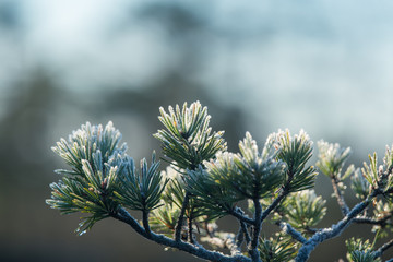 A beautiful closeup of a frosty pine brances in morning light. Swamp trees in sunrise. Shallo depth...