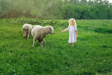 happy cheerful girl baby smiling and trying to feed sheep in the summer outdoors/ happy children....