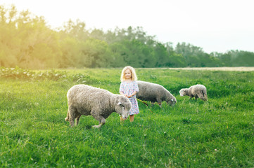 happy cheerful girl baby smiling and trying to feed sheep in the summer outdoors/ happy children....