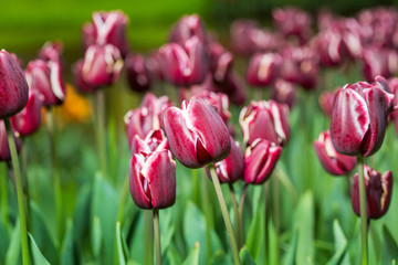 Group of burgundy tulips in the park