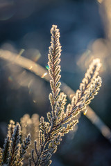 A beautiful closeup of a small heather with an ice crystals. Small swamp plant in the frozen morning light. Shallow depth of field. Calm wetlands scenery during sunrise.