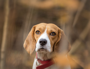 Beagle dog portrait in the forest