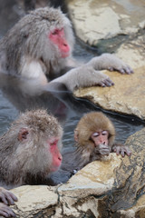 長野県　地獄谷野猿公苑の日本猿