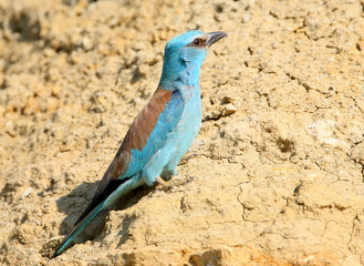 European roller sits on the sand wall close up view
