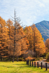 Golden pine tree forest in autumn season, Nikko, Japan
