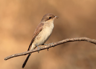 Close up photo of female red backed shrike on the branch isolated on blurry brown background