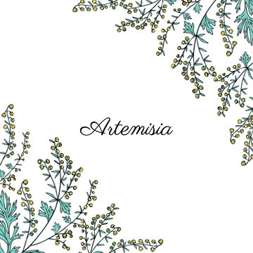 Frame with Artemisia vulgaris, border common wormwood hand drawn vector illustration isolated on white, Also called absinthium, absinthe wormwood, sagebrush herb, mugwort plants for design cosmetic