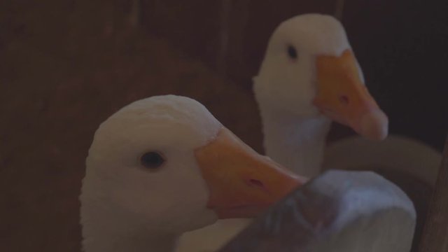 Funny geese close up