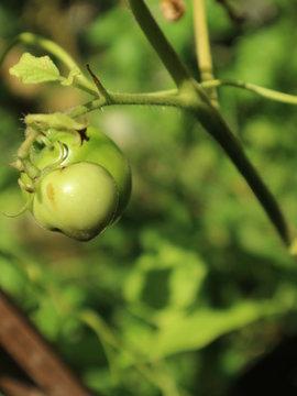 Healthy fruit from the village farmers
