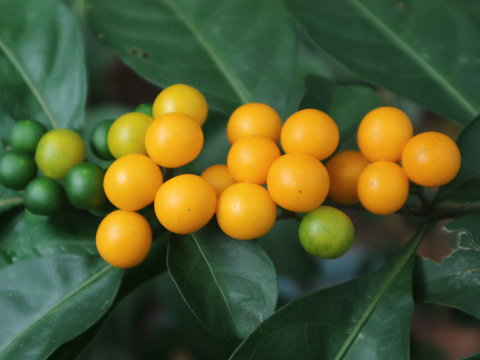 Healthy fruit from the village farmers
