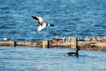 Shelduck, Common Shelduck, Tadorna tadorna