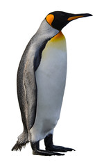 Fototapeta premium King penguin isolated on white