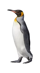 Tuinposter King penguin isolated on white © Alexey Seafarer