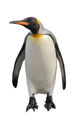 Crédence de cuisine en verre imprimé Pingouin Manchot royal isolé sur blanc