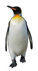 King penguin isolated on white - obrazy, fototapety, plakaty