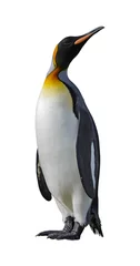 Crédence de cuisine en verre imprimé Pingouin Manchot royal isolé sur blanc
