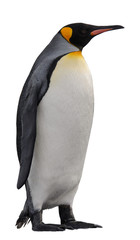 Pingouin royal isolé sur blanc