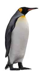 Crédence de cuisine en verre imprimé Pingouin Pingouin royal isolé sur blanc