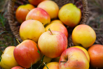Naklejka na ściany i meble Harvesting juicy ripe apples in the garden