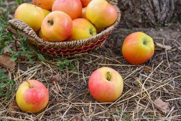 Harvesting juicy ripe apples in the garden