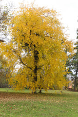 Golden Tree