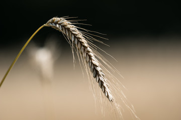 One sigle strain of wheat