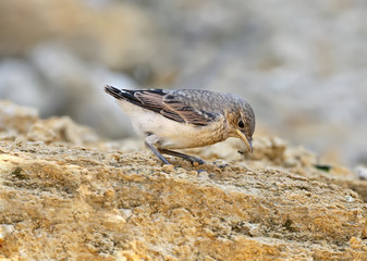 Alone chick of the northern wheatear or wheatear (Oenanthe oenanthe) catch the ant