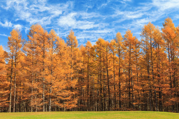 Golden pine tree forest in autumn season, Nikko, Japan