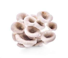 oyster mushroom on white background.