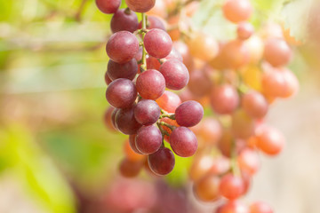 Ripe grapes in fall Ripe grapes growing at wine fields