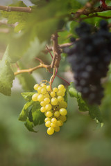 Fototapeta premium Ripe grapes in fall Ripe grapes growing at wine fields