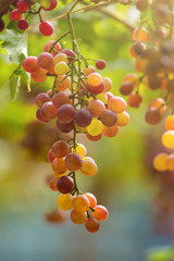 Ripe grapes in fall Ripe grapes growing at wine fields