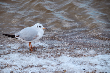 Möwe an vereistem Strand