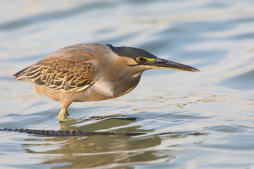 Close up portrait of striated heron (Butorides striata) hunting on the water