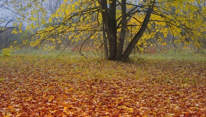 Obraz premium Foliage in fall