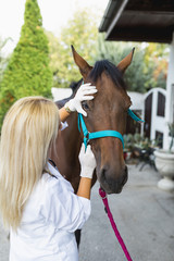 Veterinarian examining horse. 