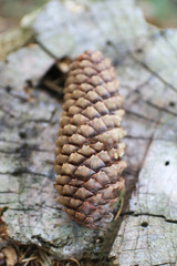 Tree cone