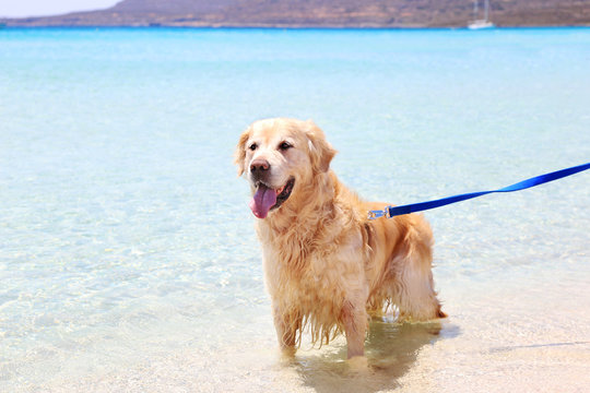 golden labrador retriever inside the turquoise Ionian sea of Greece