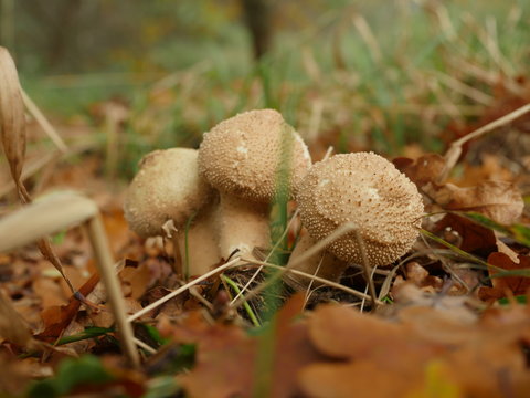 growing mushroom fuzz-ball  in forest