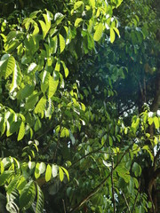 Autumn trees in the forest with green foliage and a footpath
