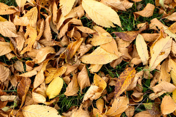 Autumn leaves